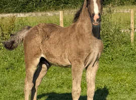 Welsh cob colt foal