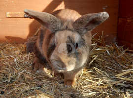 Gorgeous 1 yr old male rabbit