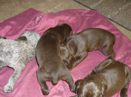 Akc German Shorthaired Pointer Puppies