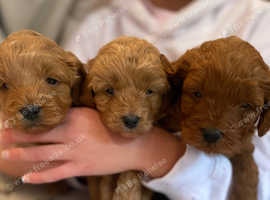 F2B Cavapoochon puppies for sale £1500