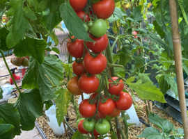 Tomato Plants - Good Quality