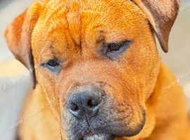 Rottweiler x English Bulldog looking for loving home