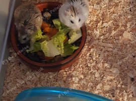Two Adorable Hamsters for Sale - Cage & Accessories Included!