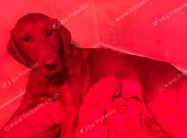 Fabulous fox red labradors