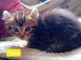 American Curl bengal ragdoll mix