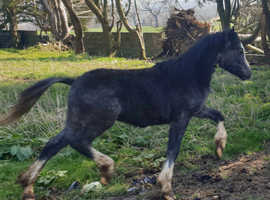 Yearling colt ,sec A by Cwmhendy -Buster,, Great mover