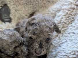 Stunning Chocolate Merle Toy Poodles