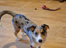 CANCELLED Merle Border Collie pup to rehome CANCELLED