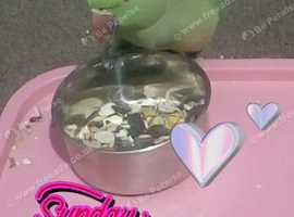 Bird In Hand Woking >> Caiques For Sale and Rehome uk | Find Birds For Sale and Rehome at Freeads uk's #1 Classified Ads Bird In Hand Woking >> Caiques For Sale and Rehome uk | Find Birds For Sale and Rehome at Freeads uk's #1 Classified Ads