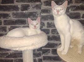 Final price drop*1 odd eyed boy left* Russian white X Maine coon/domestic,Khao manee lookalike