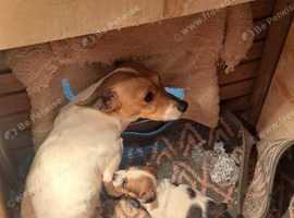 Jack russell puppies