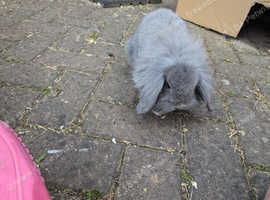 3 lopped bonded bunnies free to a good home *MUST GO TOGETHER*