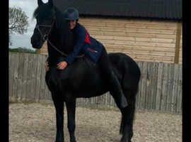 Friesian filly foal
