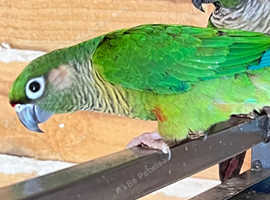 Stunning young conure parrot for sale