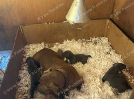 Blue lurcher x bully