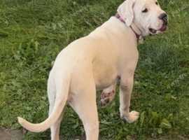 Mastiff hybrid