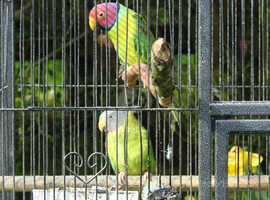 Plumhead Parakeets