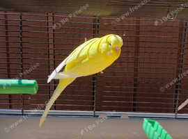 Bonded pair of budgies