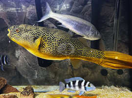 2 Foot Mbu Puffer For Sale