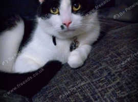 Tuxedo neutered male.