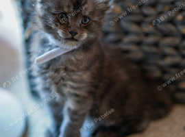 Full breed Mainecoon kittens boys and girls ready on 25th may