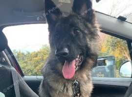 1 year old German Shepard