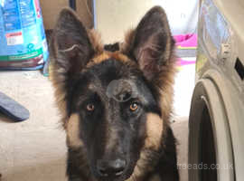 9 Months Old German Shepherd For Sale in Sheffield S2 on Freeads ...