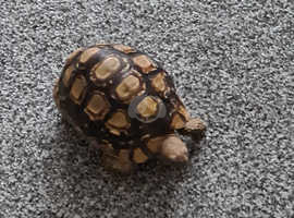 2 and half year old leopard tortoise for sale