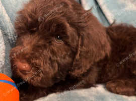 **LAST BOY****PRICE NOW REDUCED - Cute Brown Cavapoo x Cockapoo (Cavockapoo) in Evesham