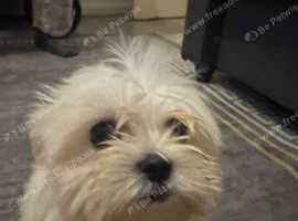 Bichon maltese for sale