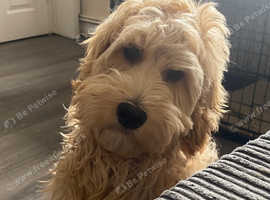 5 month old female cockapoo