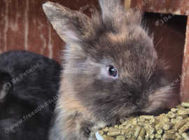 Baby Lionhead