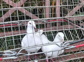 For. Sale one pair.. Hove.logons cro fantailfaa