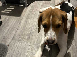 6 month old female Beagle comes with crate, bedding, food etc