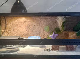 Leopard gecko+ accessories+terrarium