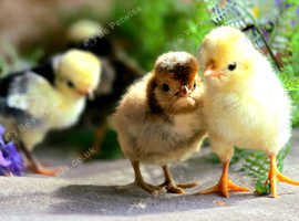 Polish Chicks