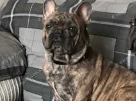 Male French bulldog