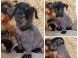 Pure Chinese crested puppies