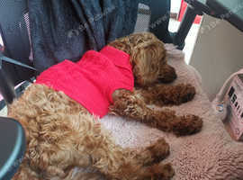9 month old cockapoo