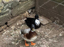 2 call ducks looking for a new home