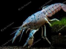 Blue lobster/crayfish with tank