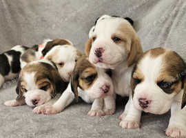 KC Registered Pedigree Beagle Puppies for Sale