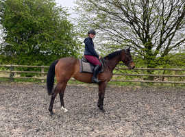 Very sensible RoR Eligible mare