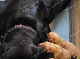 Beautiful Family Raisied KC Labrador Puppies - Needing Forever Homes