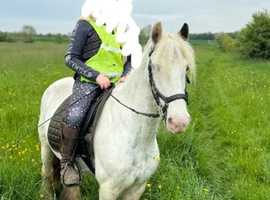 Pony for sale