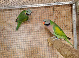 Reduced!! Proven Pair of Moustache Parakeets