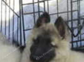 Terveren Belgian shepherd