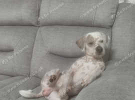 great we family dog