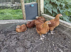 Goldline pullets