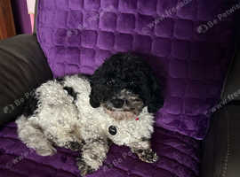 Toy shihpoo